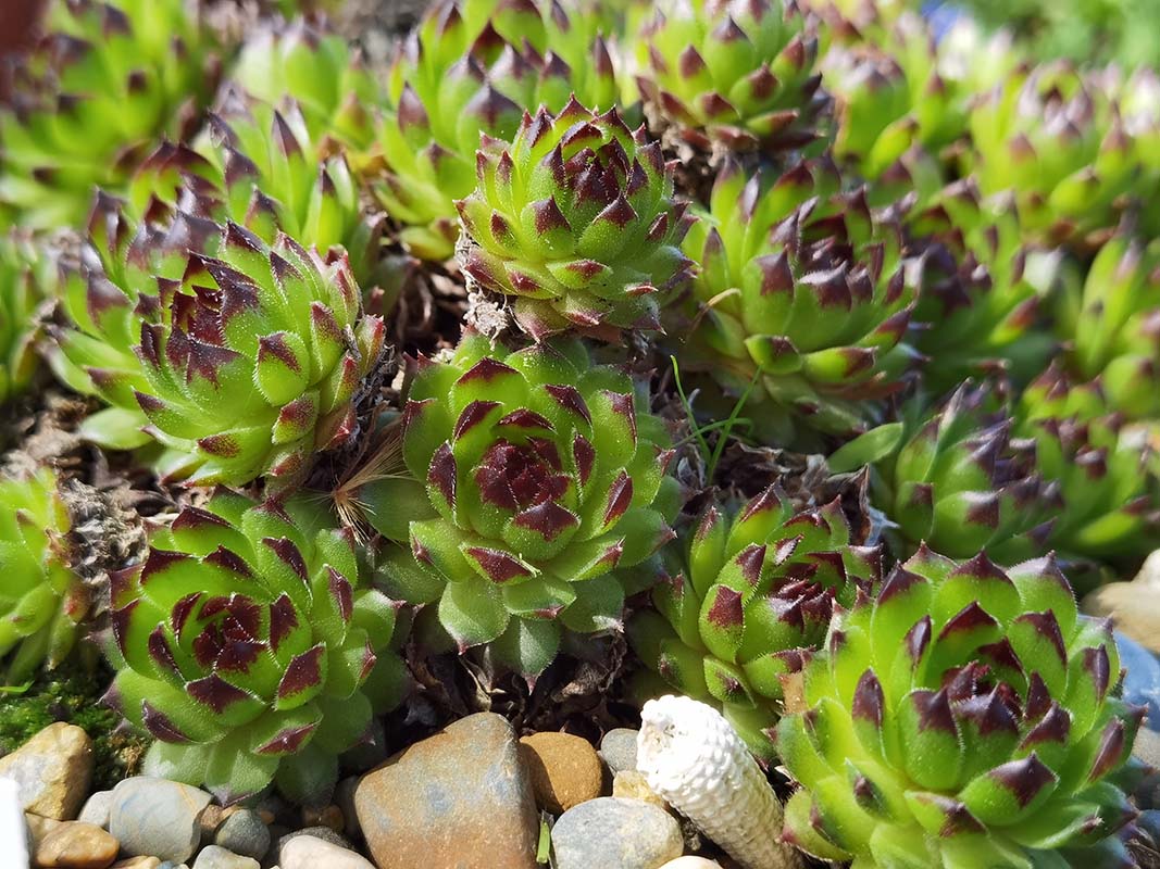 Sempervivum 'Black Top'